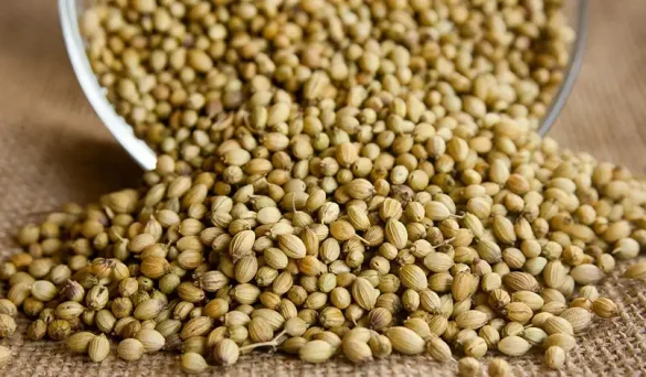 Coriander Seeds